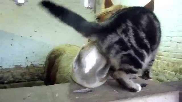 Chat et cheval meilleurs amis... En mode câlin!