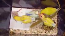 Disabled Lovebird Benny ( agapornis ) recovers from  splayed legs