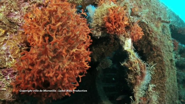 L'Européen d'à côté : Opération Récifs Prado 2006 en Provence-Alpes-Côte d'Azur