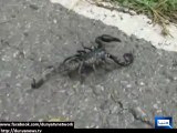 Black scorpions Sold illegally worth more than gold