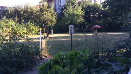 Yoko's fast running in our garden