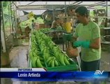 Exportadores de banano califican de “positivo” acuerdo comercial con la UE