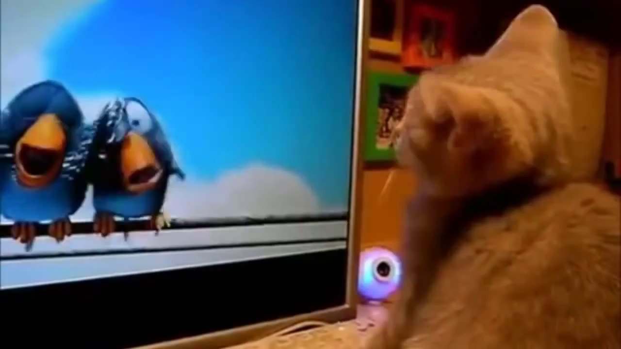 Most Hilarious Videos Of Cats 2014 - Best Funny Kitten Compilation