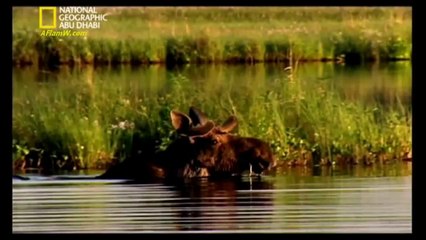 وثائقي _ براري شمال اوروبا _ الحياة الغاضبة HD
