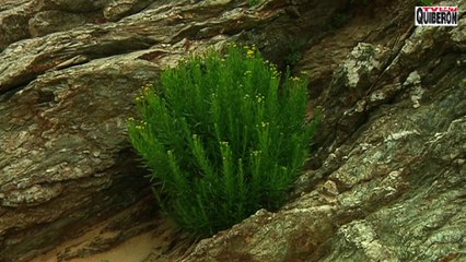 Belle-Île-en-Mer  | Trop sauvage la plage de Herlin  |  Belle-Île Télévision  TVBI