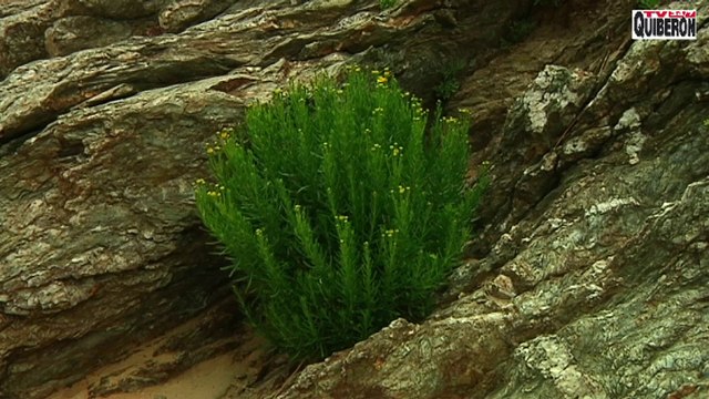 Belle-Île-en-Mer | Trop sauvage la plage de Herlin | Belle-Île Télévision TVBI