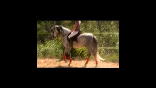 orion de la espada pure race espagnol pp à la vente