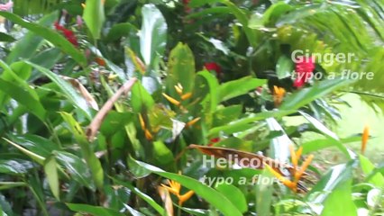 Hailey Land, June Flowers & New Fruit Trees 2014