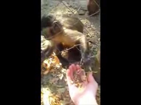 International Primate Rescue - Chino Crushing Leaves