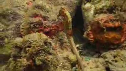 Jason deCaires Taylor and Museo Subaquatico de Arte