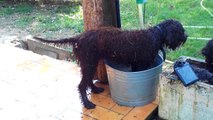 Jagger du Mas de Rognard , lagotto-romagnolo aime l'eau......