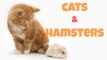 Owning a hamster & a cat!