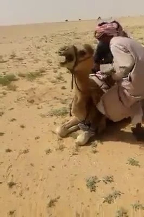 camel riding hahahahah