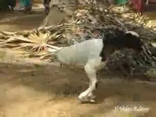 Two legs goat