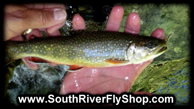 Fly Fishing Guide Norfolk VA | South River Fly Shop