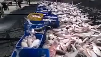 very nice way to catching the fishes.interesting.