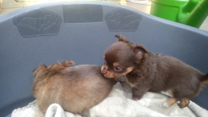 18-07-2014 chiots chihuahua