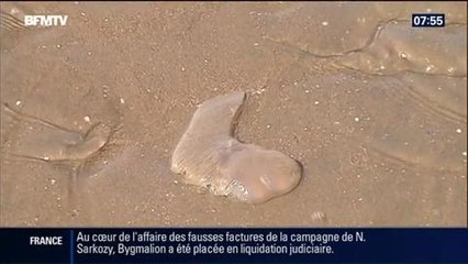L'été de Fanny: La prolifération des  méduses  – 19/07