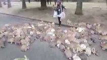 Rabbit Stampede (Original) - Woman Chased By Hundreds of Rabbits - Cuteness