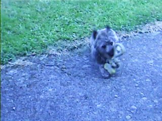 la pluie n'empêche pas le petit de jouer
