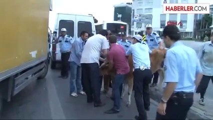 Düve Kaçtı, Polis Kovaladı