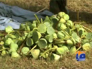 Beauty of lake-Lotus Flower-19 Jul 2014