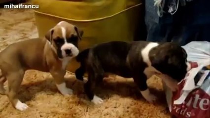 Cutest Puppies Howling Compilation 2014 [NEW]