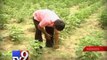 Rain makes farmers happy, start sowing seeds - Tv9 Gujarati