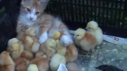 WATCH THIS BEAUTIFUL VIDEO BEHAVIOR OF CAT WITH CHICKS.