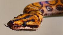 Brazilian Rainbow Boa Feeding