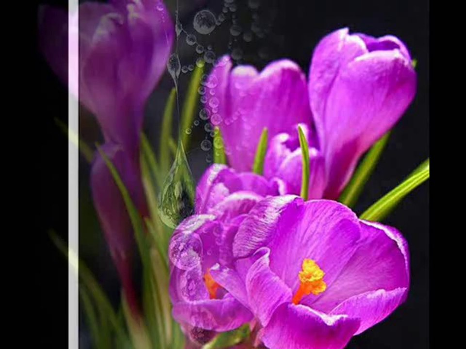 YILDIZ DEMİRKOL SAVAŞ-yıldızlıtürküler-NEDİR BENİM MELÜL MAHSUN GEZDİĞİM