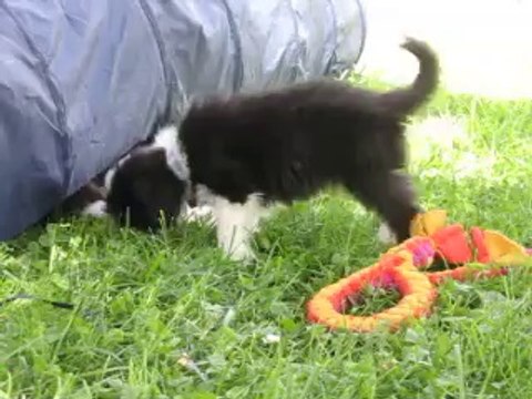 JOLI COEUR BLACK DU PARADIS DES COEURS TENDRES joue ! 19.07.14