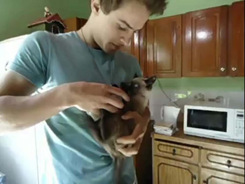 So cute kitten drinking with baby bottle