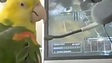 Green Parrot playing Xbox