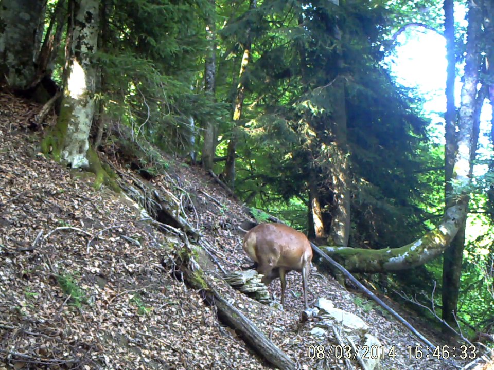 2cerfs