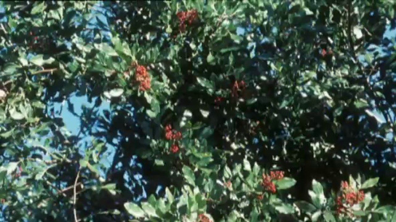 Zukunft ohne Menschen (S01E05) - Das Recht des Stärkeren