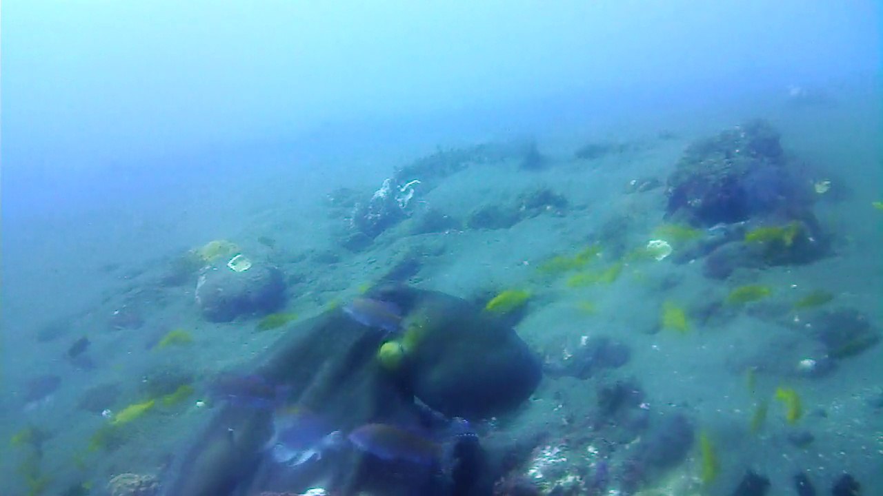 ISAWV_092517_OCTOPUS ink