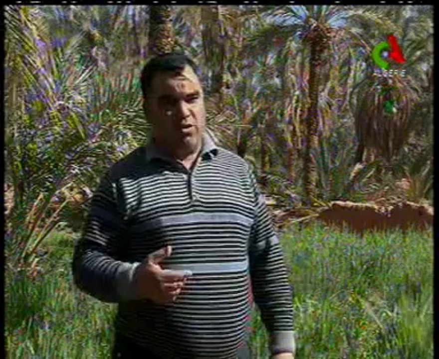 Algerie,Adrar,culture du Mais