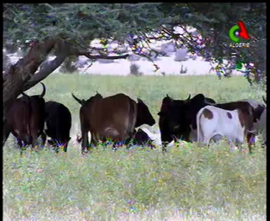 Algerie,Adrar, barrage inféroflux (souterrain)