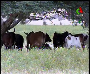 Algerie,Adrar, barrage inféroflux (souterrain)