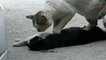 Un chat tente de réanimer son amie accidentée