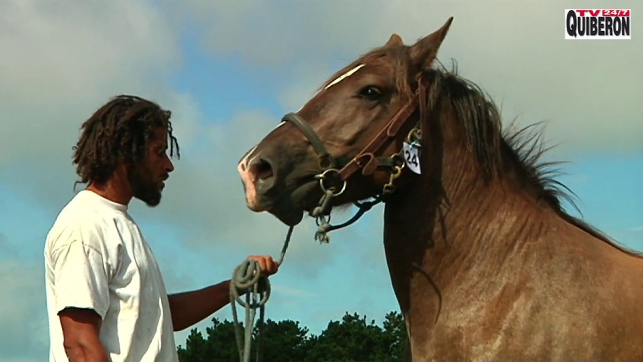 Belle-Île-en-Mer  | Concours Cheval Breton  |  Belle-Île Télévision  TVBI