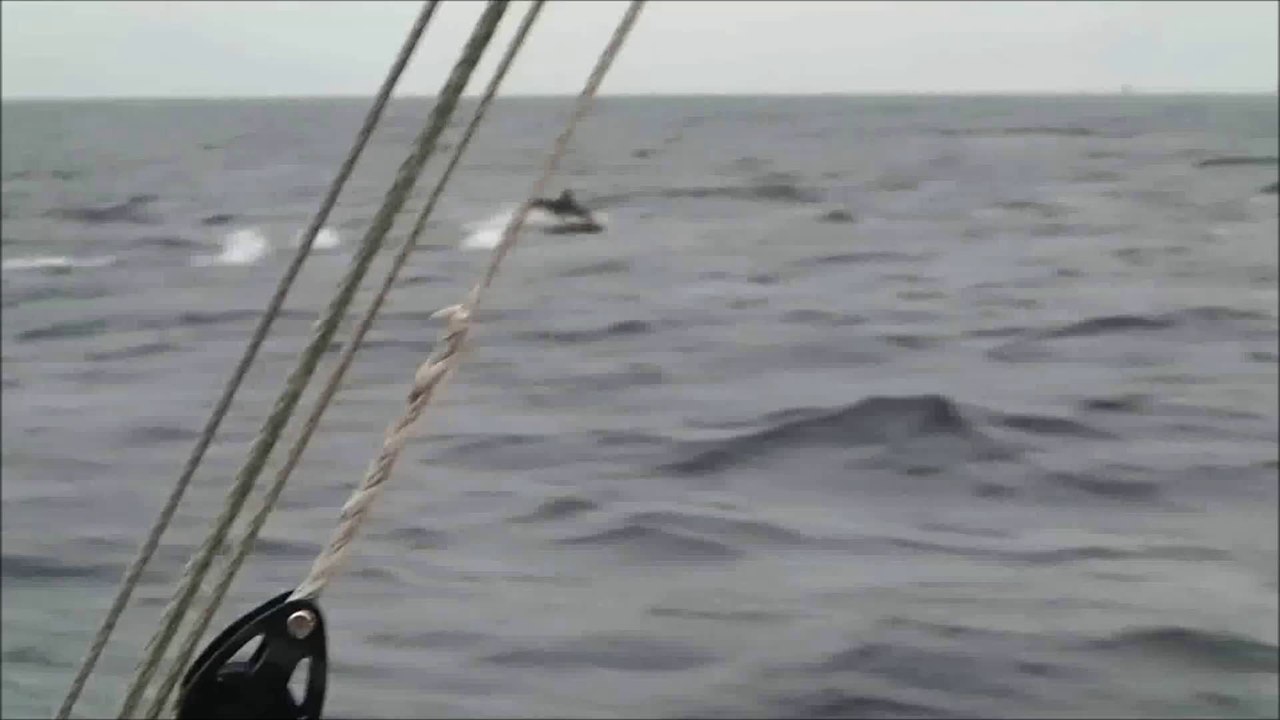 Les Voileux croisent une troupe de dauphins à Groix
