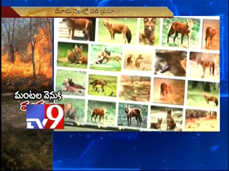 What caused Tirumala forest fire?