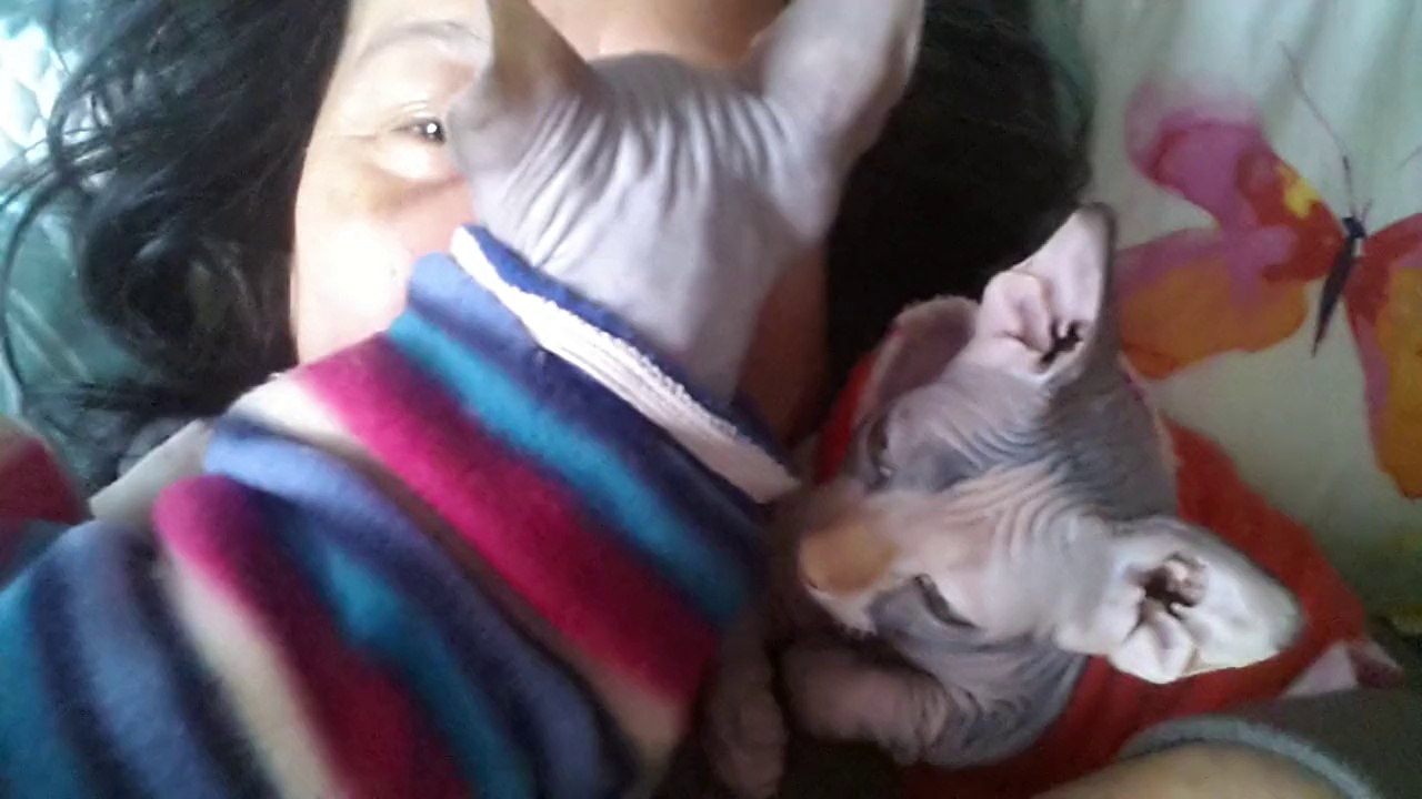 Sphynx kitten kissing their mum - http://drzenaidycastro.com.au/ City Dentist Melbourne Dr Zenaidy Castro VOGUE SMILES MELBOURNE COSMETIC DENTIST CITY SMILES MELBOURNE AUSTRALIA (1)