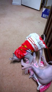Sphynx kitten Playing - drzenaidycastro.com.au/ City Dentist Melbourne Dr Zenaidy Castro VOGUE SMILES MELBOURNE COSMETIC DENTIST CITY SMILES MELBOURNE cbd city 3000 AUSTRALIA (1)