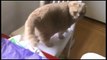 Baby Scottish Fold cat_ cute munchkin kitten! Fat cats, pampered celebrity pets