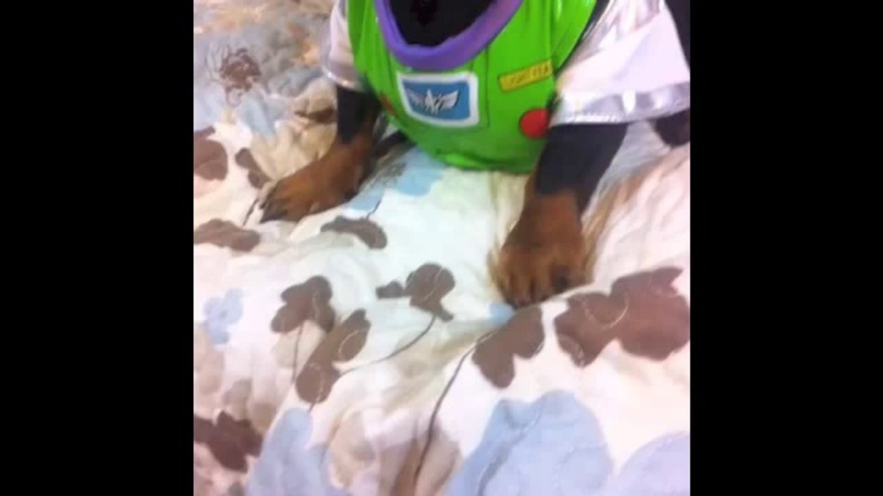 Best Dog Vines - Compilation of the greatest dog and puppy vines!