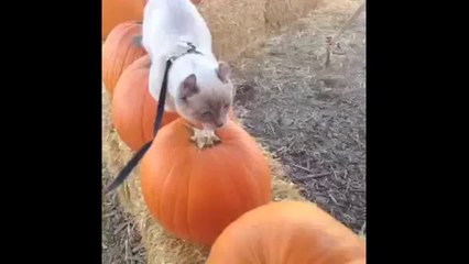 Cat Vines - Best Compilation of Cat, kitty and kitten Vines Part 6!