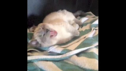 Midget Cat - Best Vines of Midget Cat Compilation